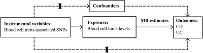Causal association of blood cell traits with inflammatory bowel diseases: a Mendelian randomization study